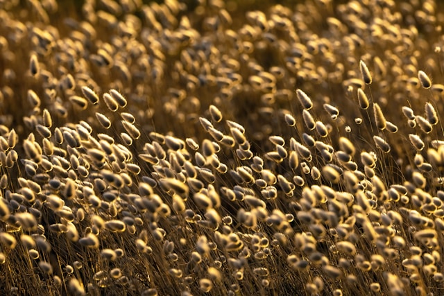 Photo by <a href="https://unsplash.com/@davidclode?utm_content=creditCopyText&utm_medium=referral&utm_source=unsplash">David Clode</a> on <a href="https://unsplash.com/photos/a-field-full-of-tall-brown-grass-covered-in-lots-of-tiny-white-flowers-5kssfc1jAN8?utm_content=creditCopyText&utm_medium=referral&utm_source=unsplash">Unsplash</a>