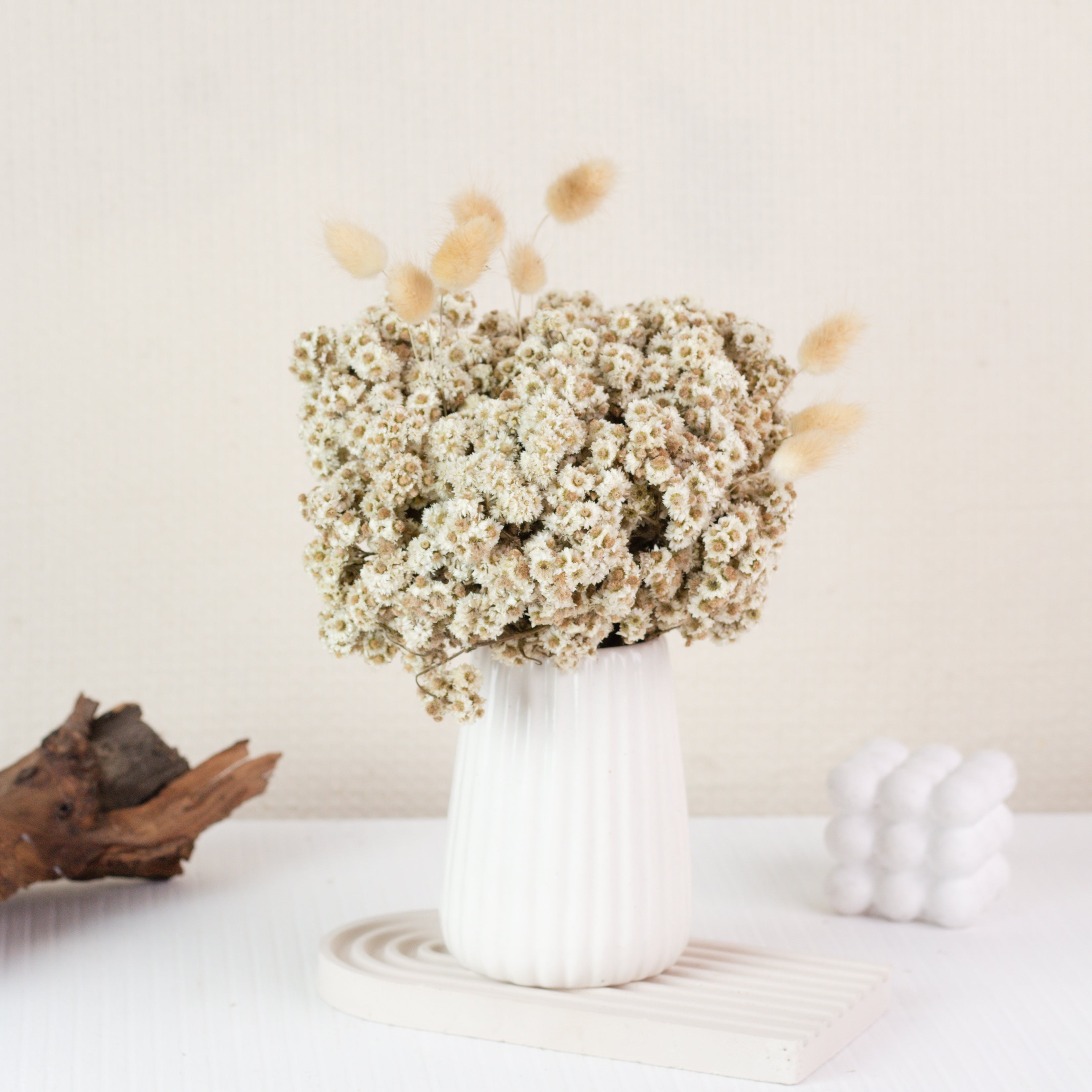 Dried Wild Daisy Preserved Natural Flowers