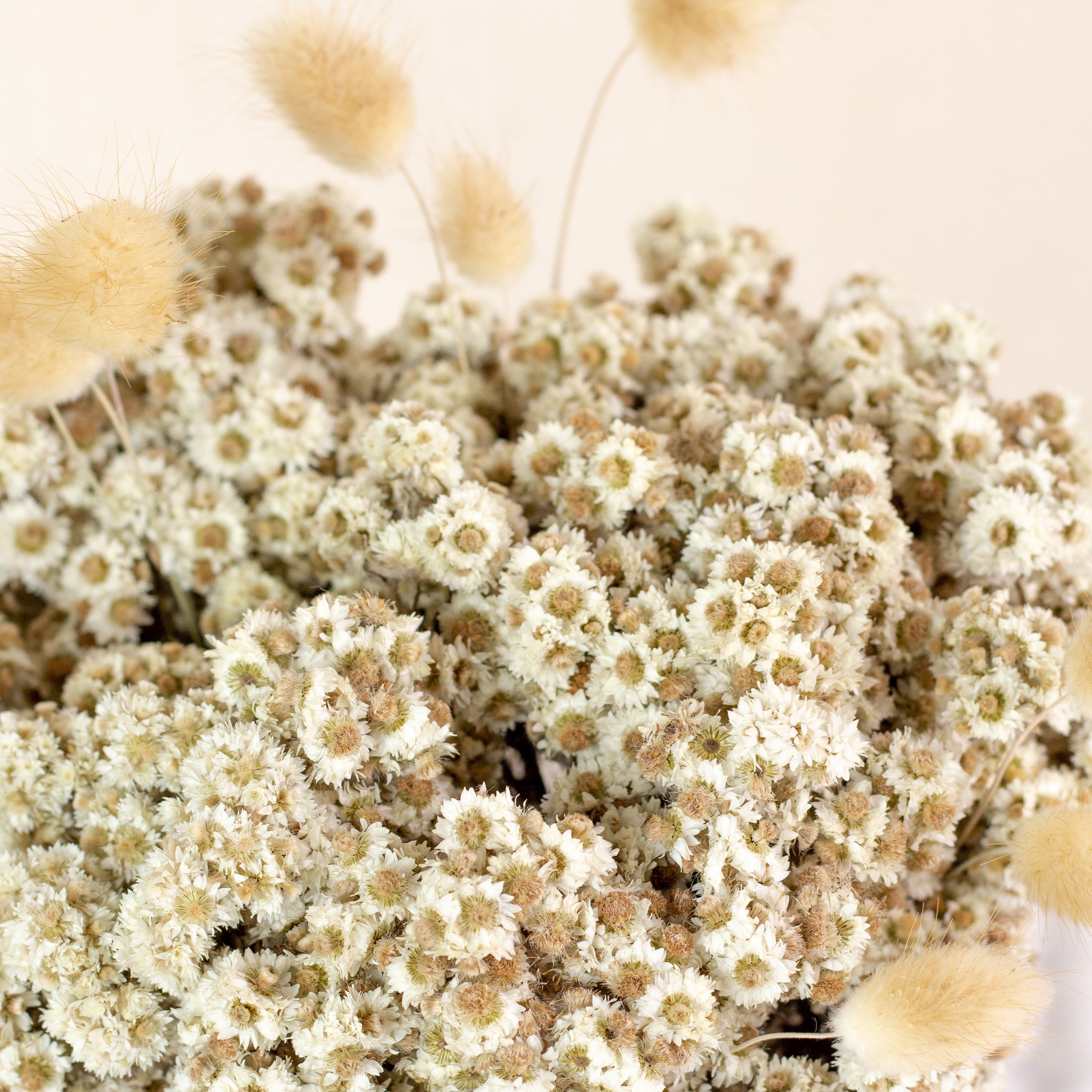 Dried Wild Daisy Preserved Natural Flowers