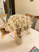 Dried Wild Daisy Preserved Natural Flowers