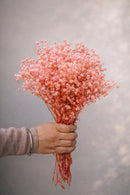 Baby's breath- Pink