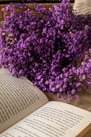 Baby's breath- Mauve