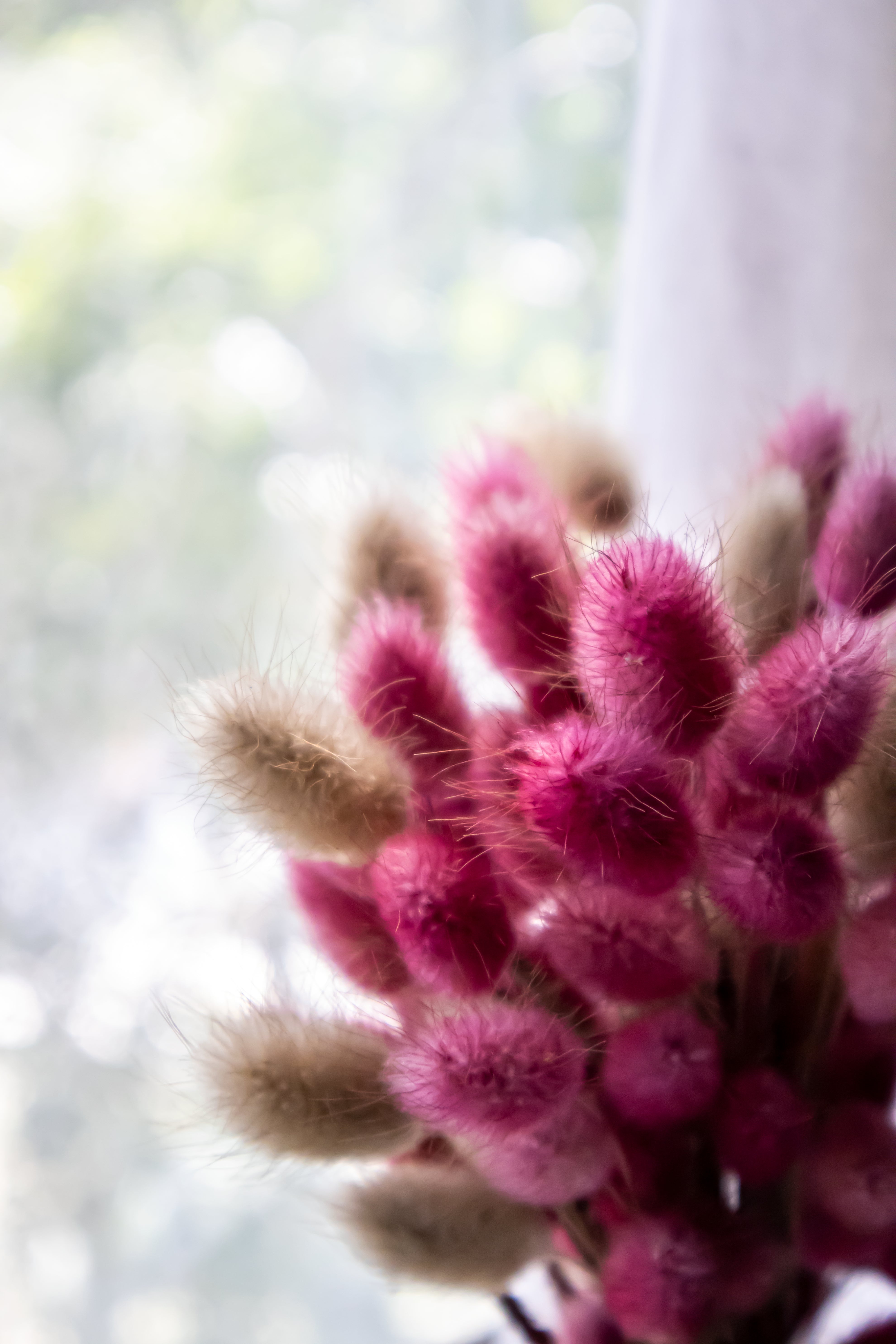 Bunny tails- Candy Cane