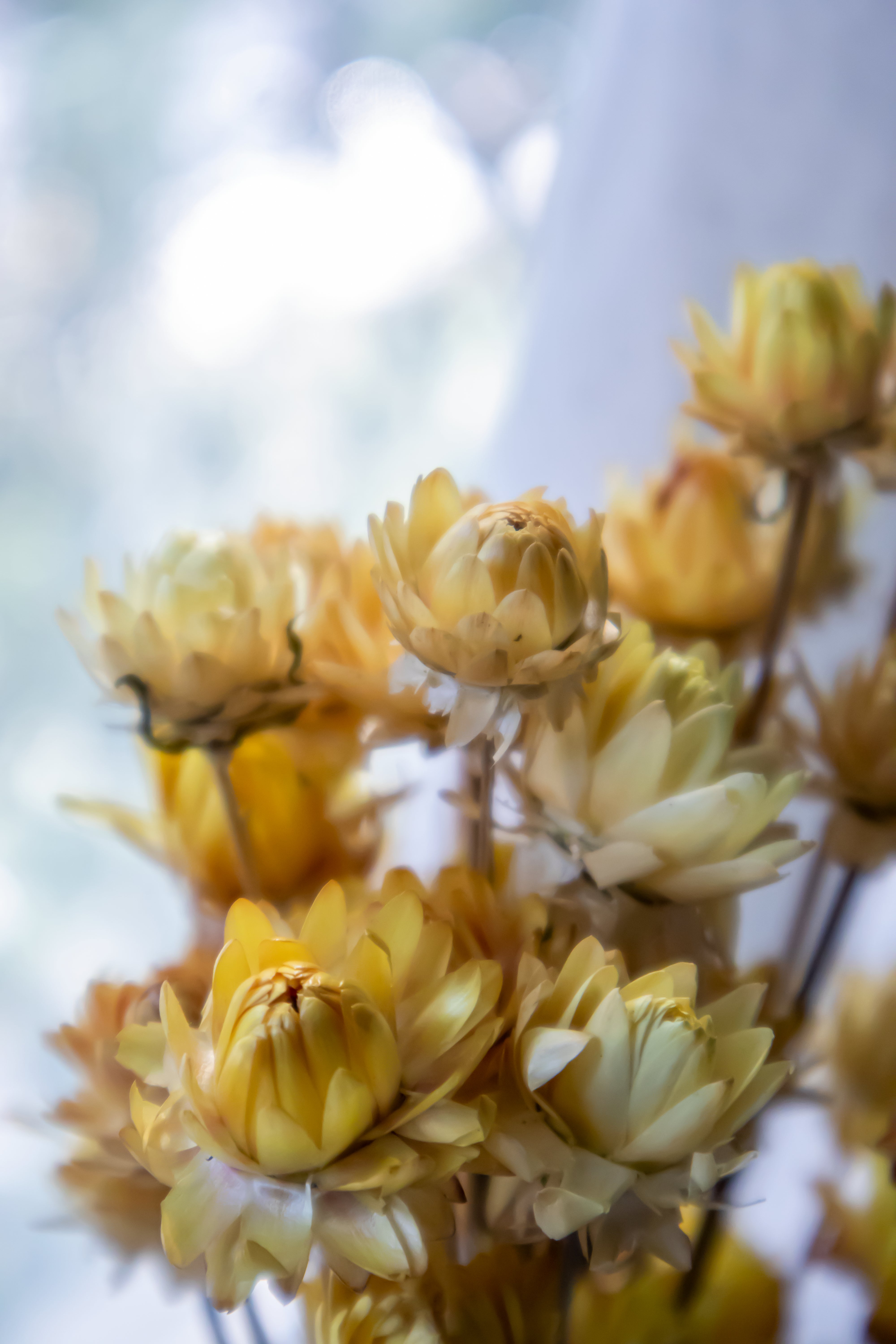 Straw Flowers