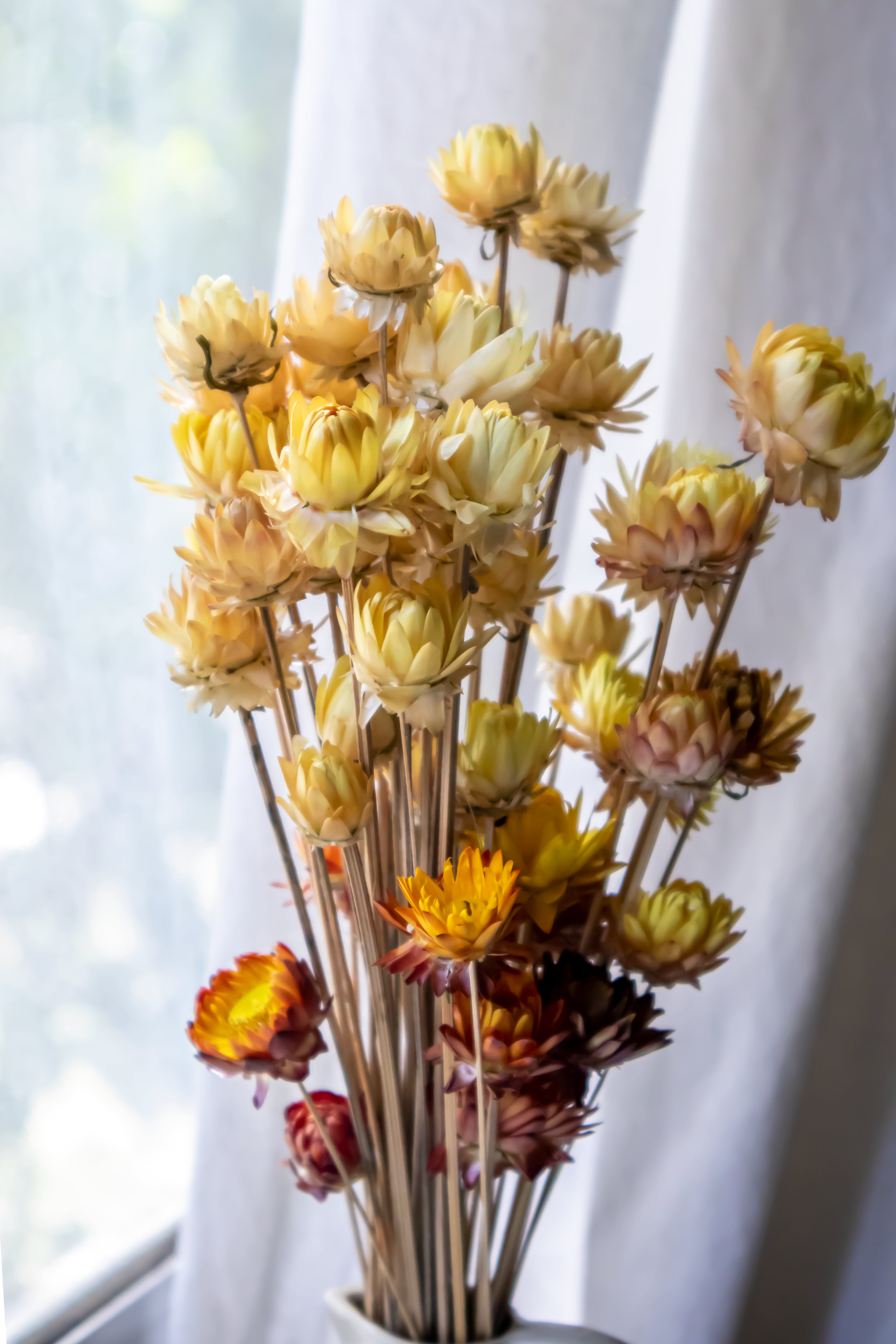 Straw Flowers