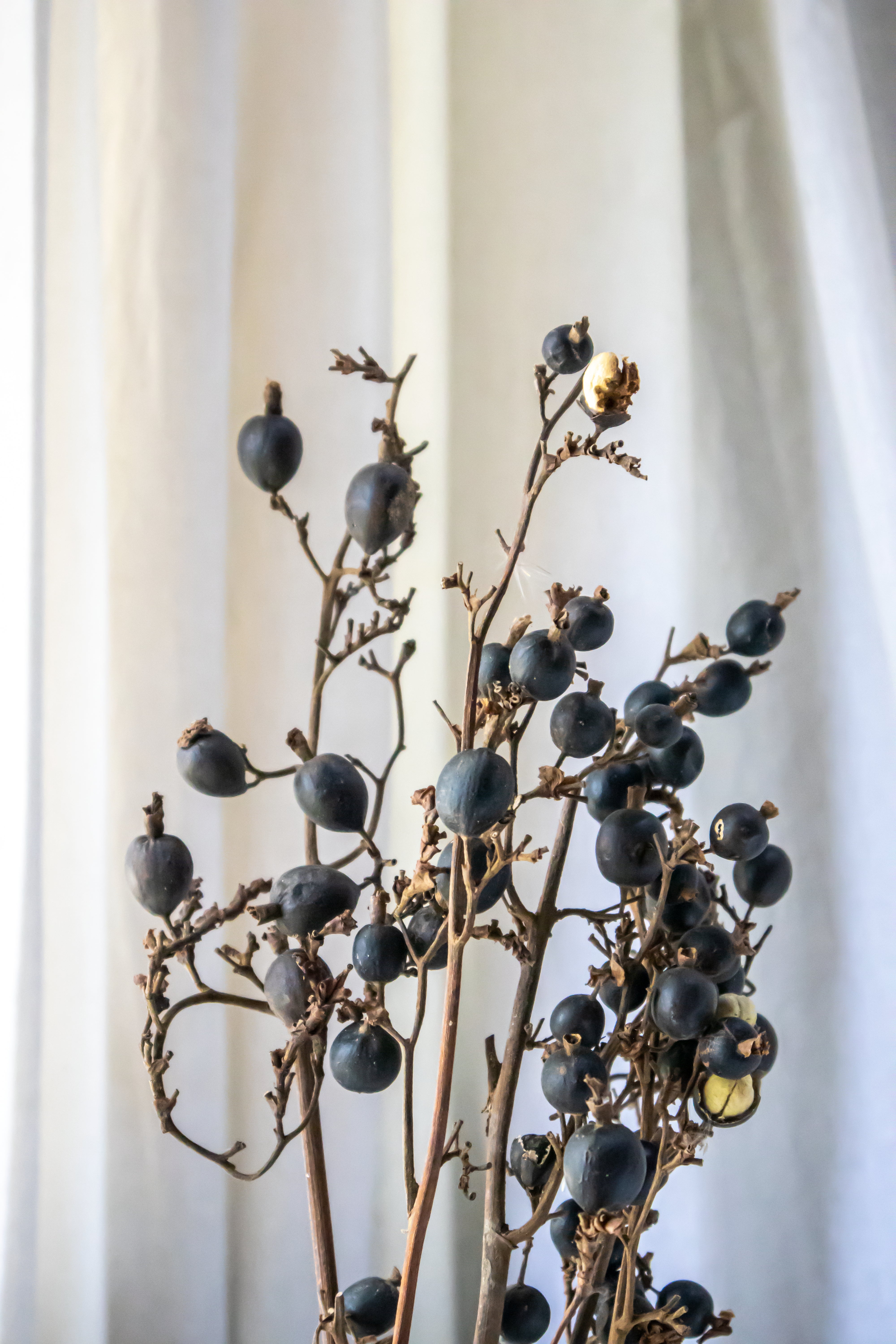 Wild Berries Stems