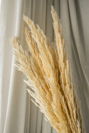 Natural Pampas- Beige
