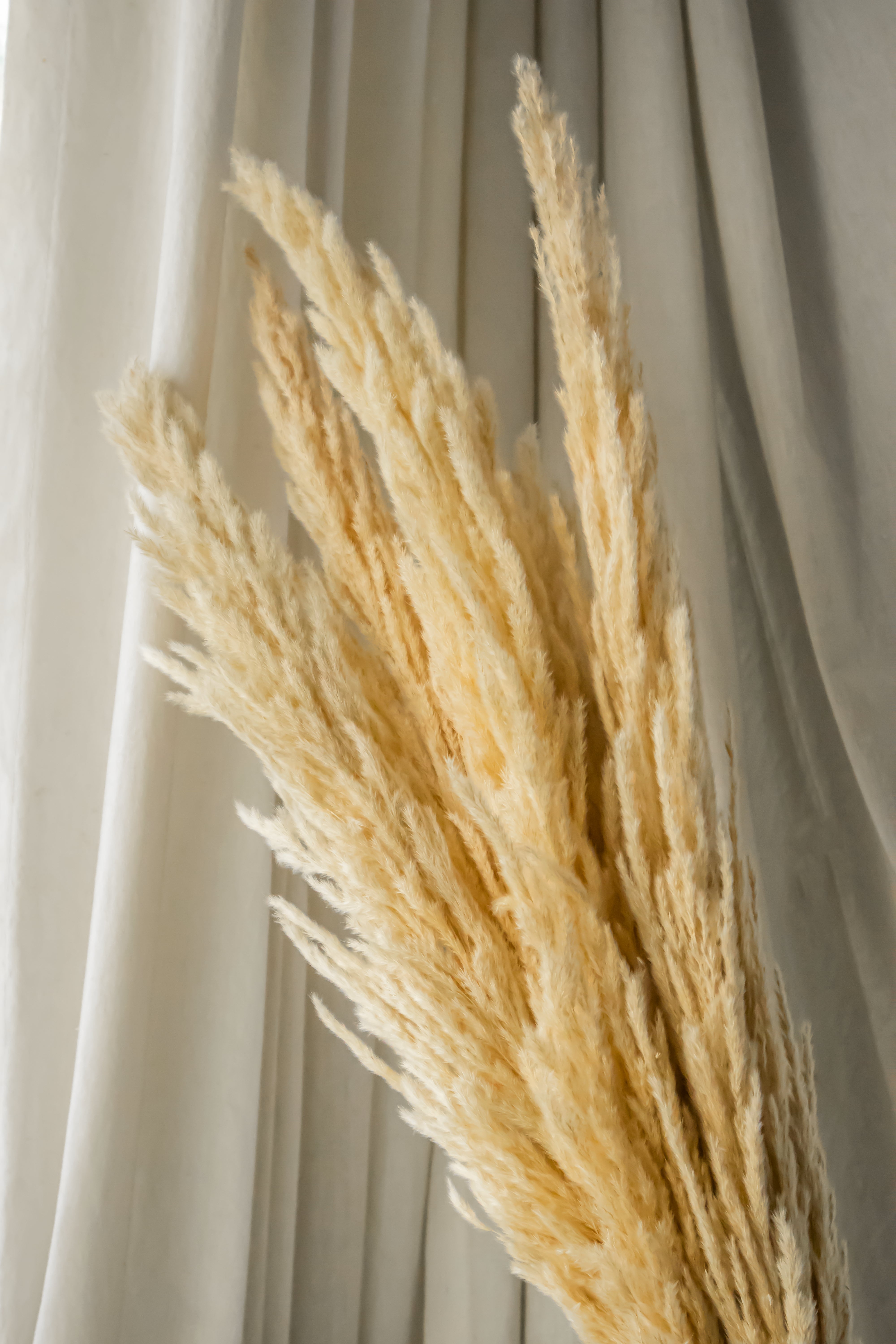 Natural Pampas- Beige