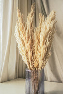 Natural Pampas- Beige