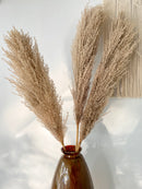 Natural Pampas- Beige