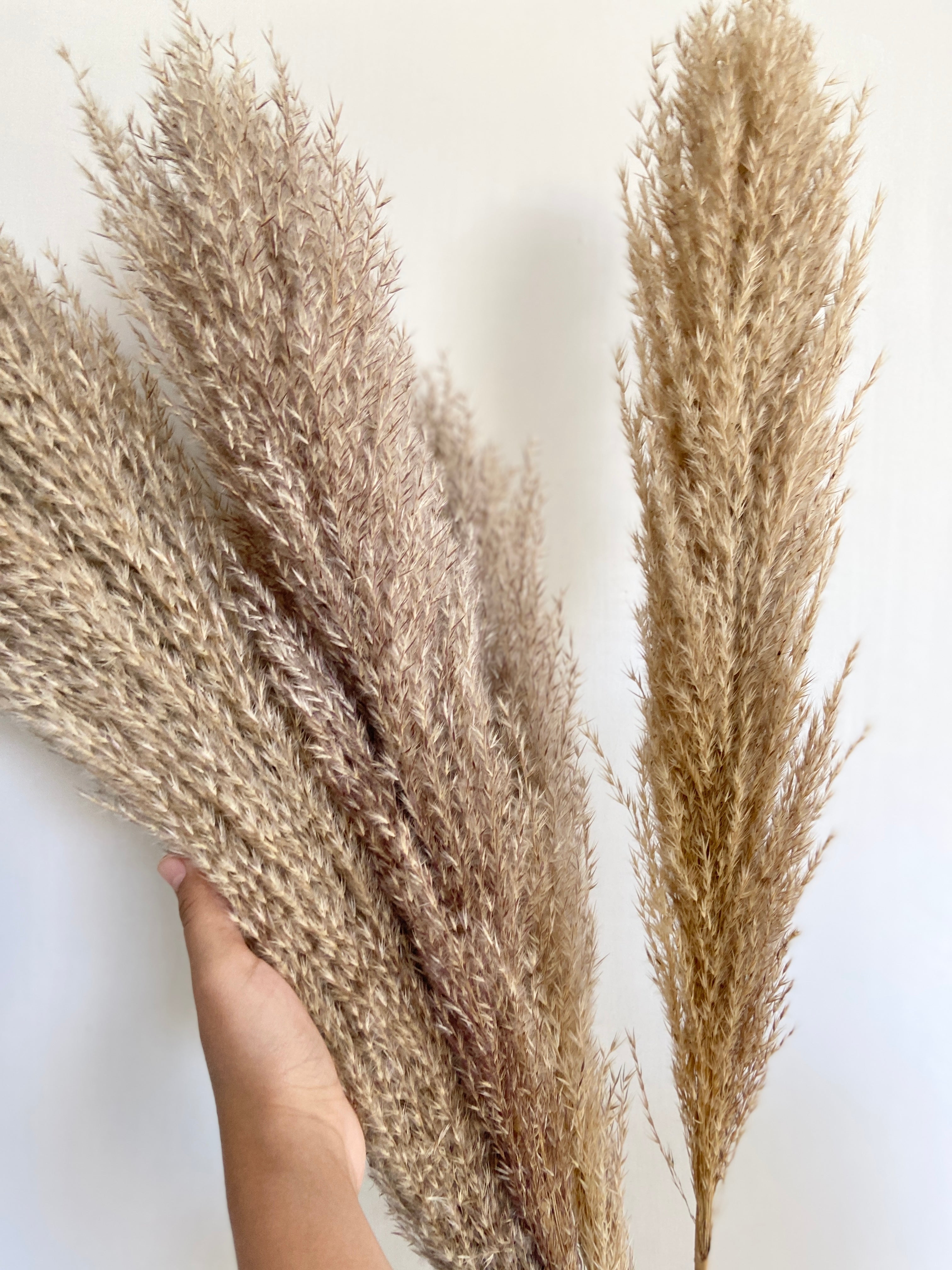 Natural Pampas- Beige